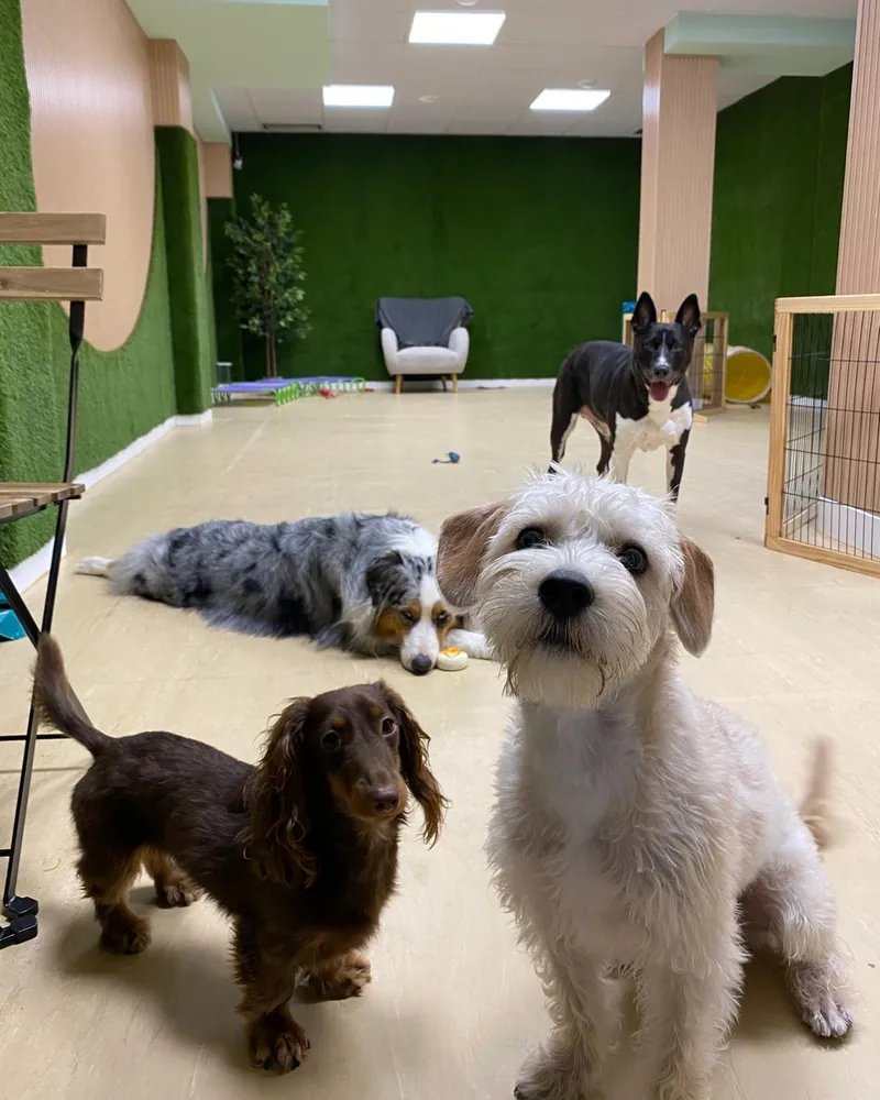 Cuatro perros de distintos tamaños en la sala de juego de la guardería