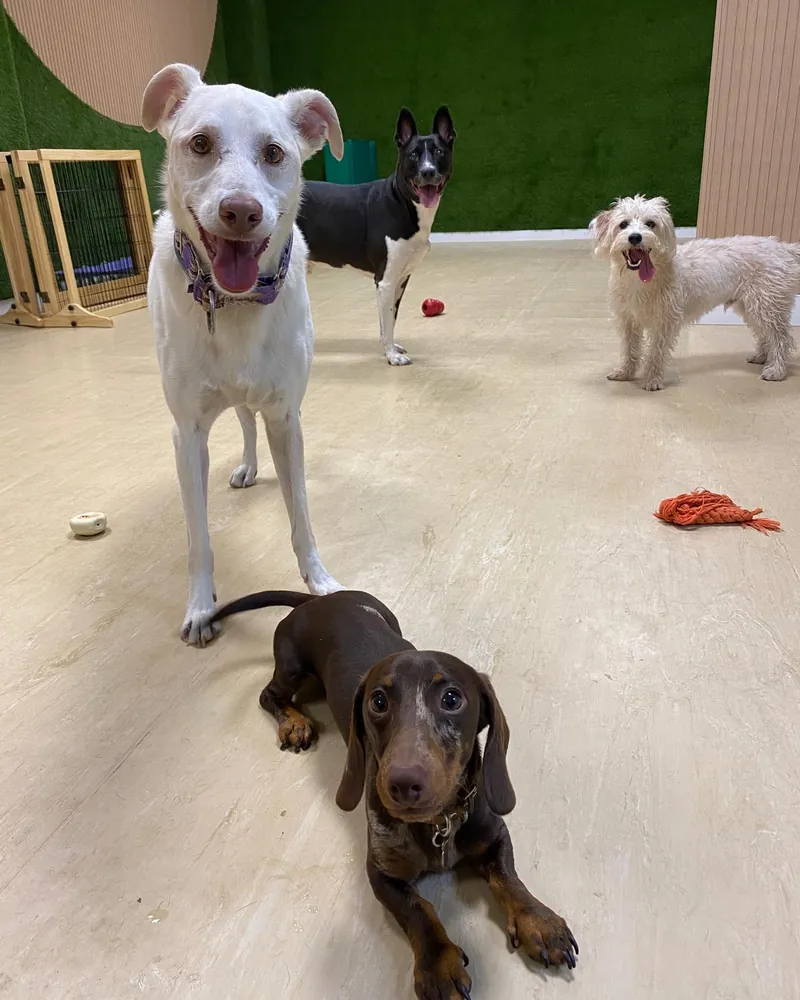 Perros de distintos tamaños jugando juntos en la guardería