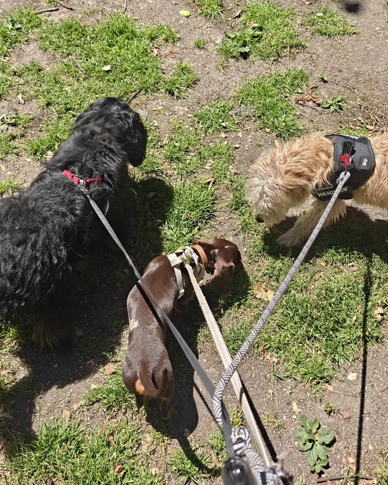Tres perros con correa en el césped durante la salida al Retiro