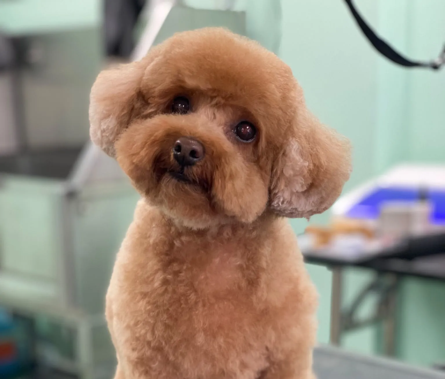 Caniche con corte de cara de osito sentado en la mesa de peluquería