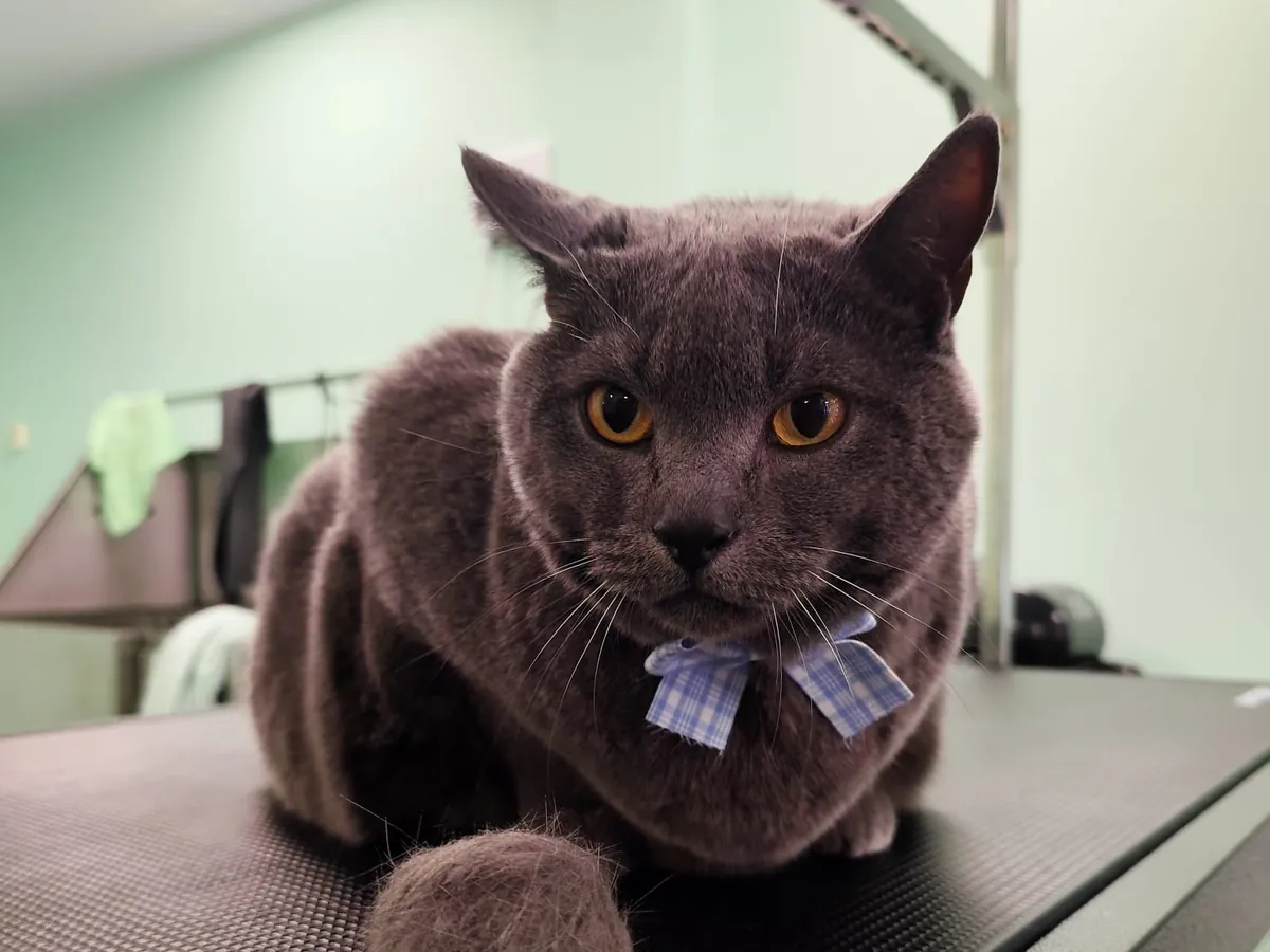 Gato gris de pelo corto con lazo en la mesa de peluquería