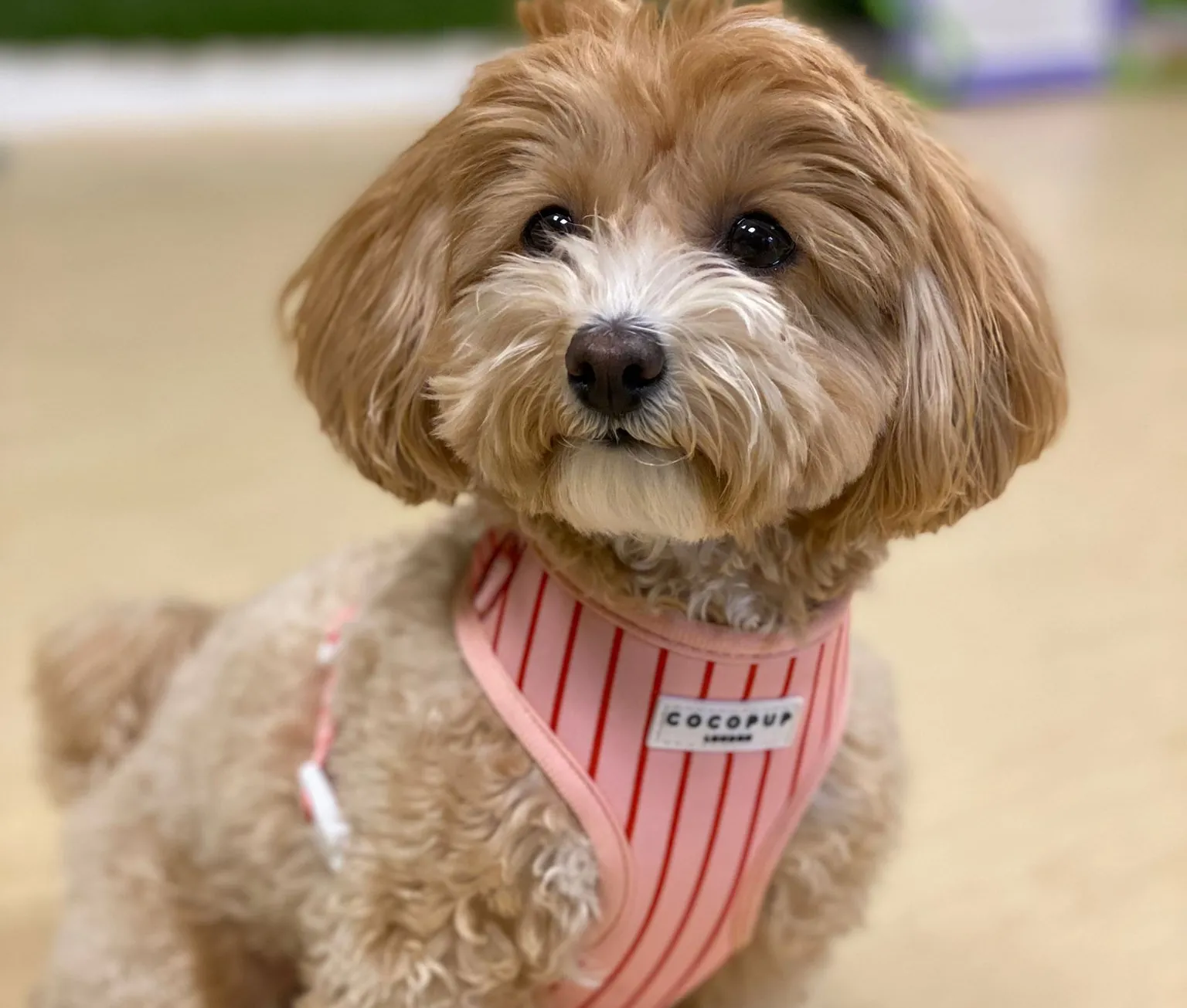 Perrita de pelo rizado con arnés rosa sentada en Maison du Can
