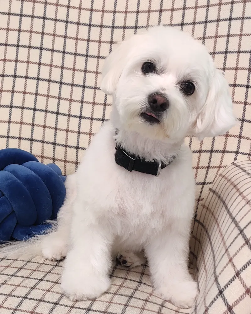 Bichón maltés blanco recién arreglado de pie en el sillón de la peluquería