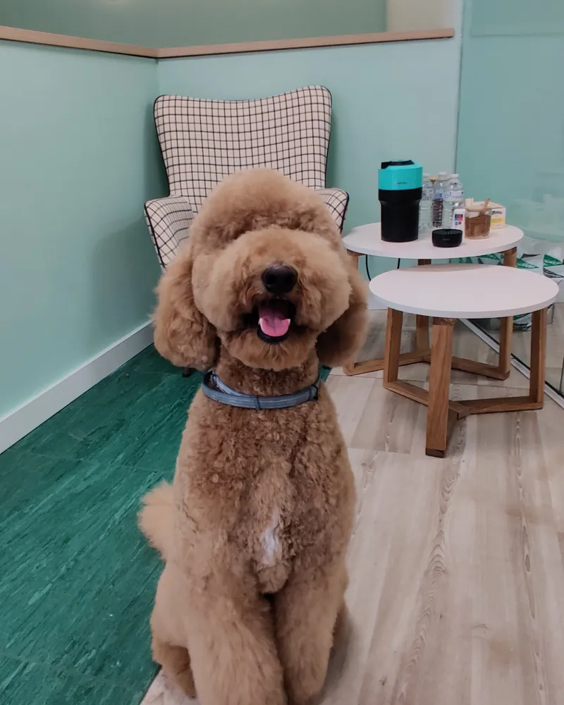 Caniche marrón con corte de osito en la sala de espera de la peluquería