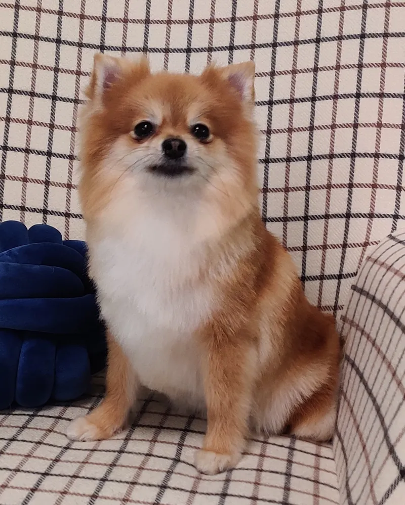 Pomerania con su manto arreglado a tijera sentado en un sillón