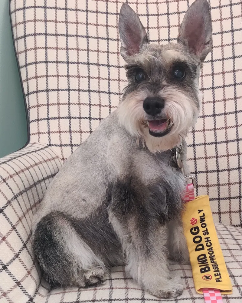 Schnauzer miniatura sal y pimienta con corte corto sentado en el sillón de la peluquería