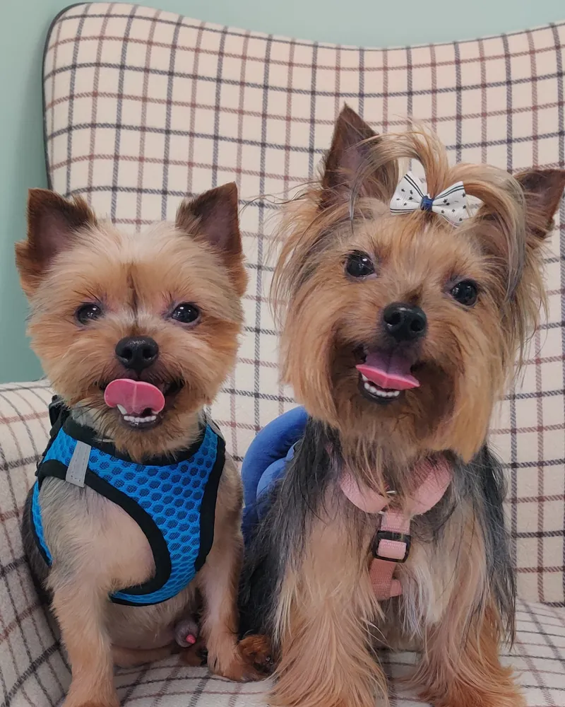 Dos yorkshire terrier recién peinados en el sillón de la peluquería