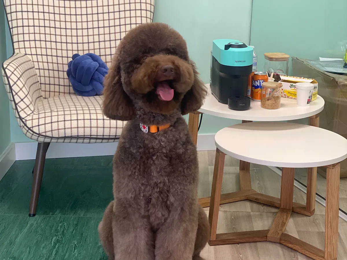 Caniche marrón sentado junto al sillón de la sala de espera de Maison du Can